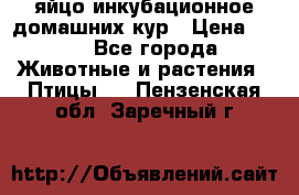 яйцо инкубационное домашних кур › Цена ­ 25 - Все города Животные и растения » Птицы   . Пензенская обл.,Заречный г.